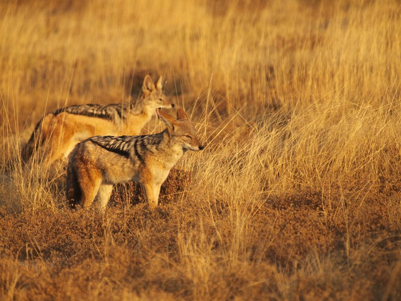 Etosha National Park, Jackal